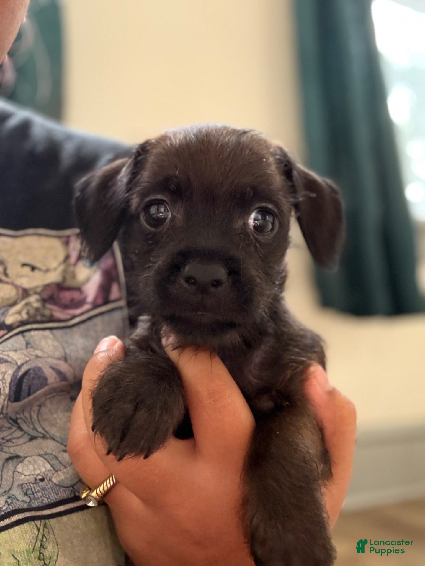Mixed Breed dogs Bee  - Ad 1