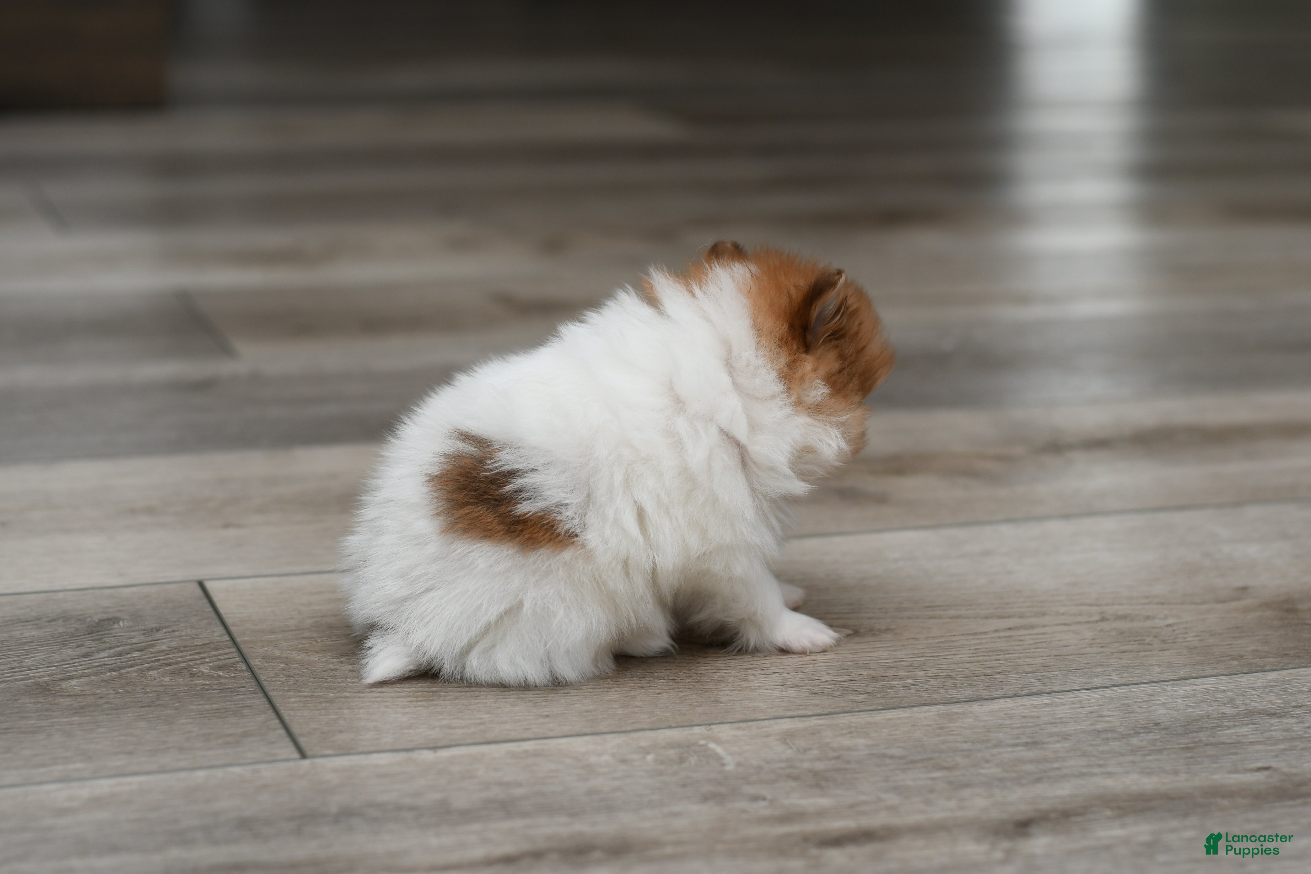 Pomeranian dogs Tiny Teddy - Ad 1