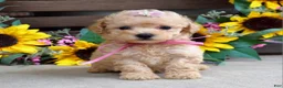 Mixed Breed dogs for sale: Penny - Ad 5