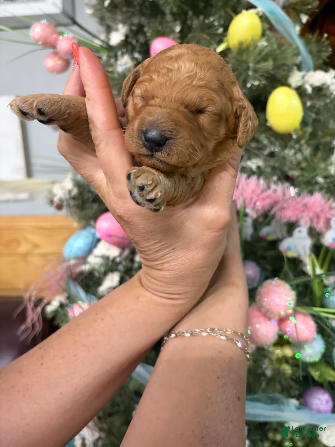Mini Goldendoodle dogs for sale: Mini Goldendoodle Puppy 5 - Ad 1