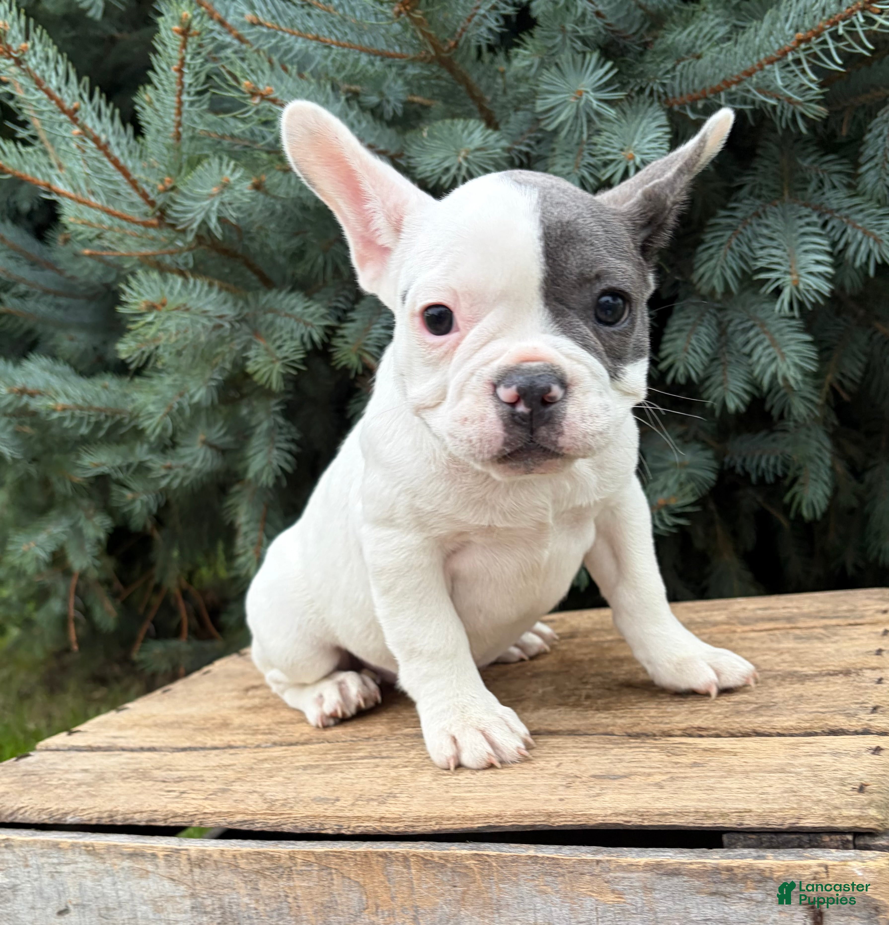 French Bulldog dogs Layla - Ad 2