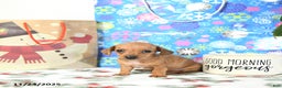 Miniature Dachshund dogs for sale: Bitsy EXTRA SMALL - Ad 3
