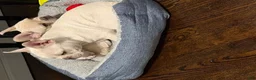 French Bulldog dogs for sale: French Bulldog 1 - Ad 15