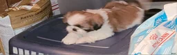 Shih Tzu dogs for sale: Benjamin  - Ad 5