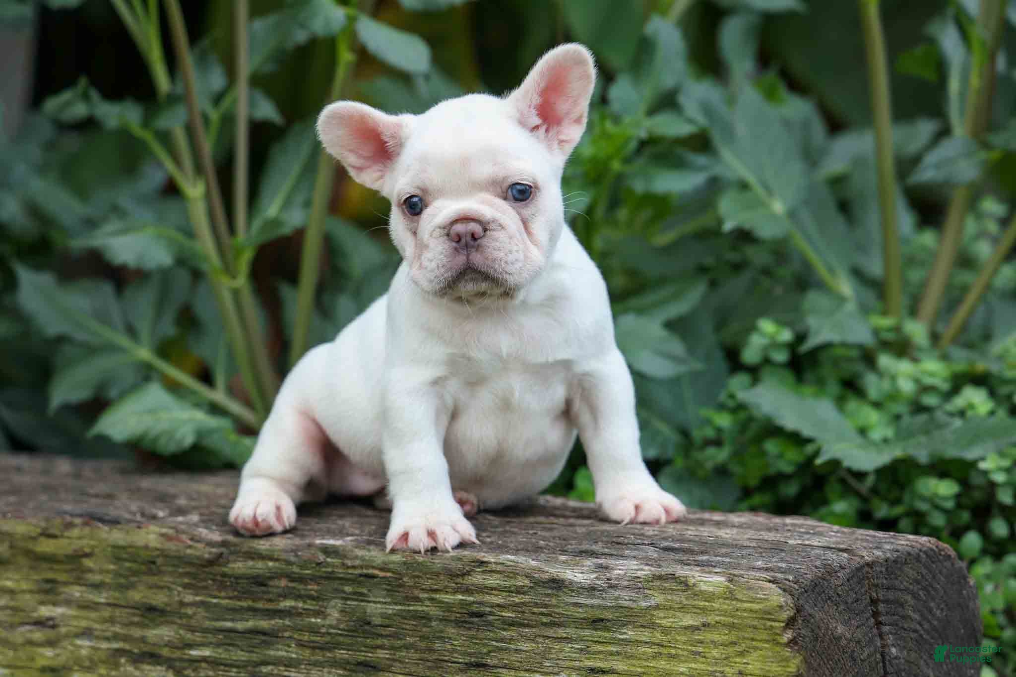 French Bulldog dogs  Fiona Rose🎀 - Ad 2