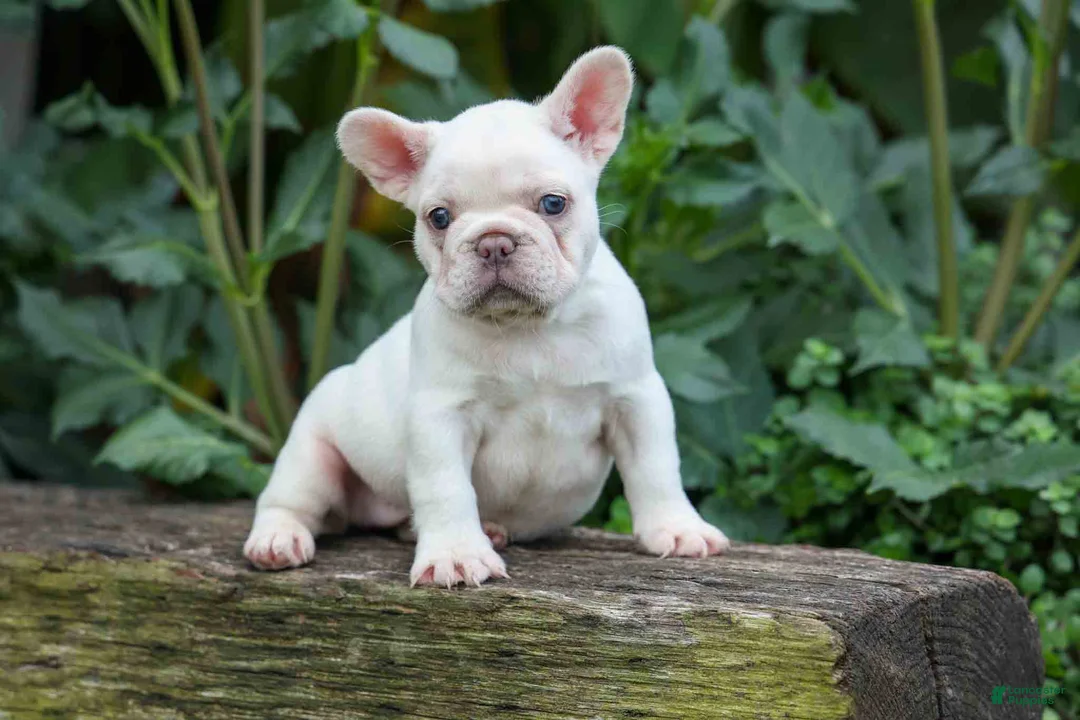 French Bulldog dogs for sale:  Fiona Rose🎀 - Ad 2