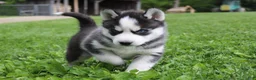Siberian Husky dogs for sale: Timber - Ad 6