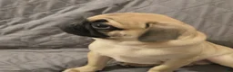 Pug dogs for sale: Pug Puppy 2 - Ad 3
