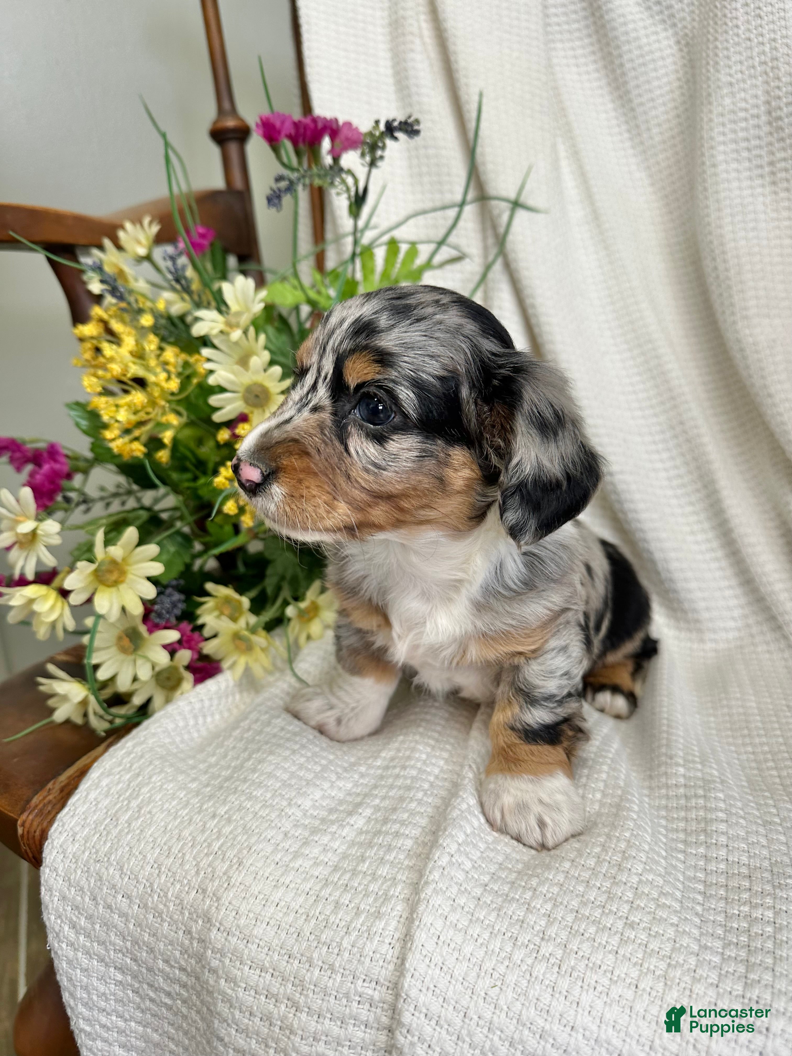 Miniature Dachshund dogs Jenny - Ad 2