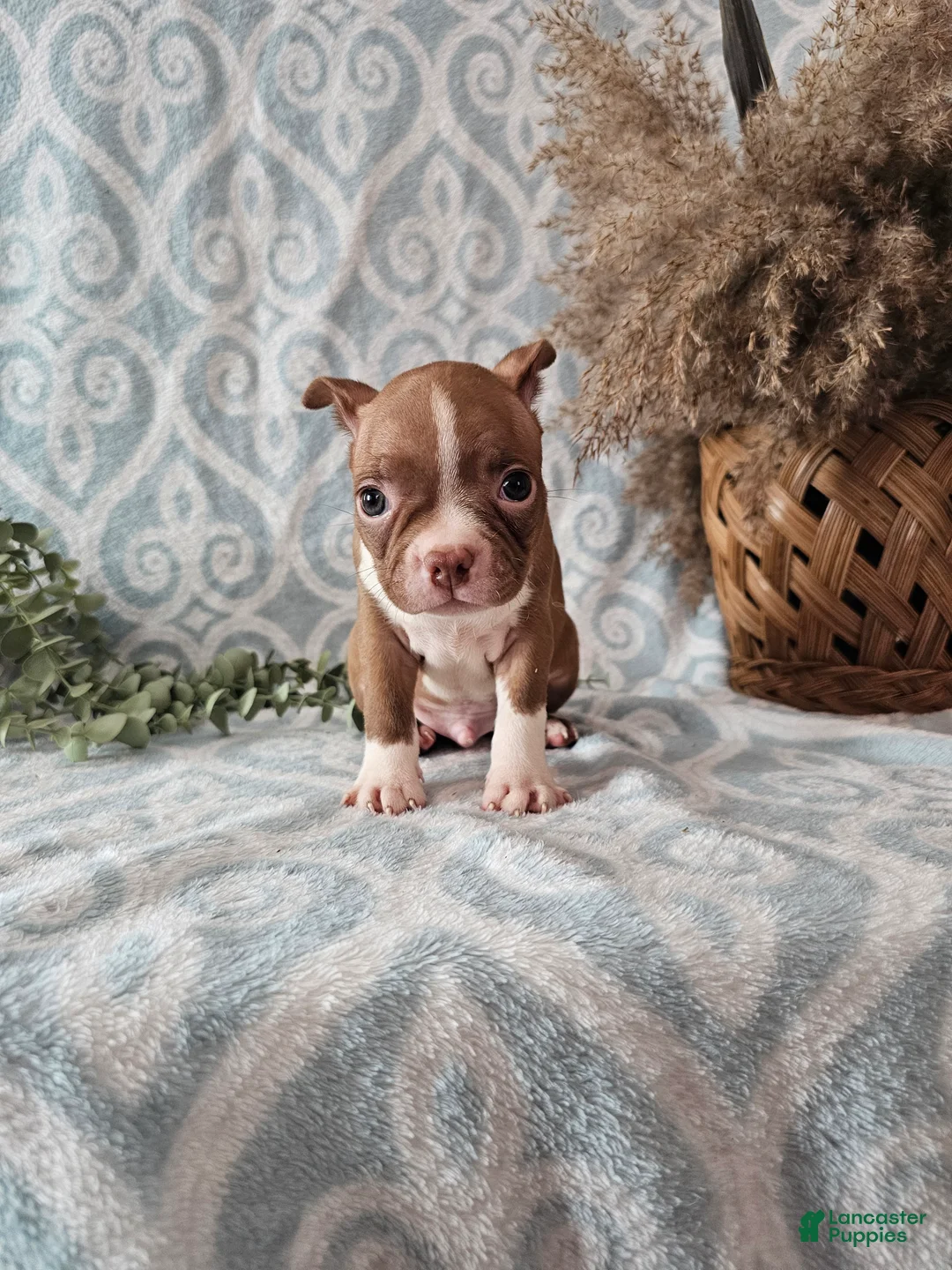 Boston Terrier dogs for sale: Jasper - Ad 12