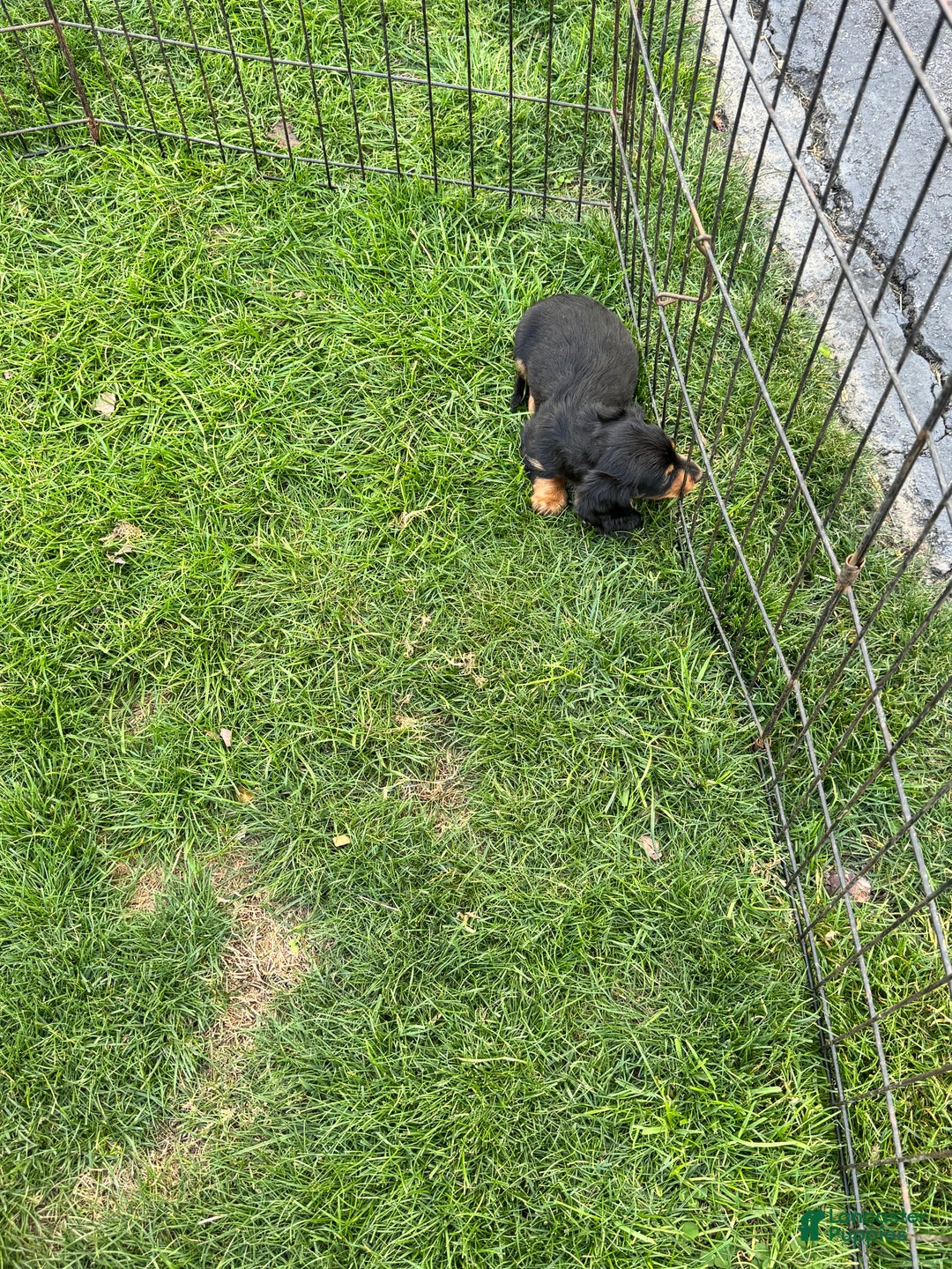 Miniature Dachshund dogs for sale: Teacup Chanel - Ad 12