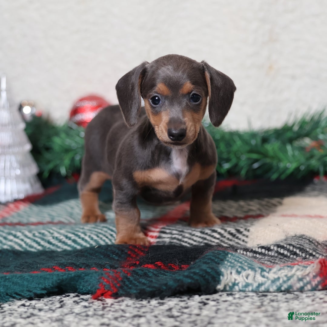 Dachshund dogs for sale: Lucy  - Ad 5