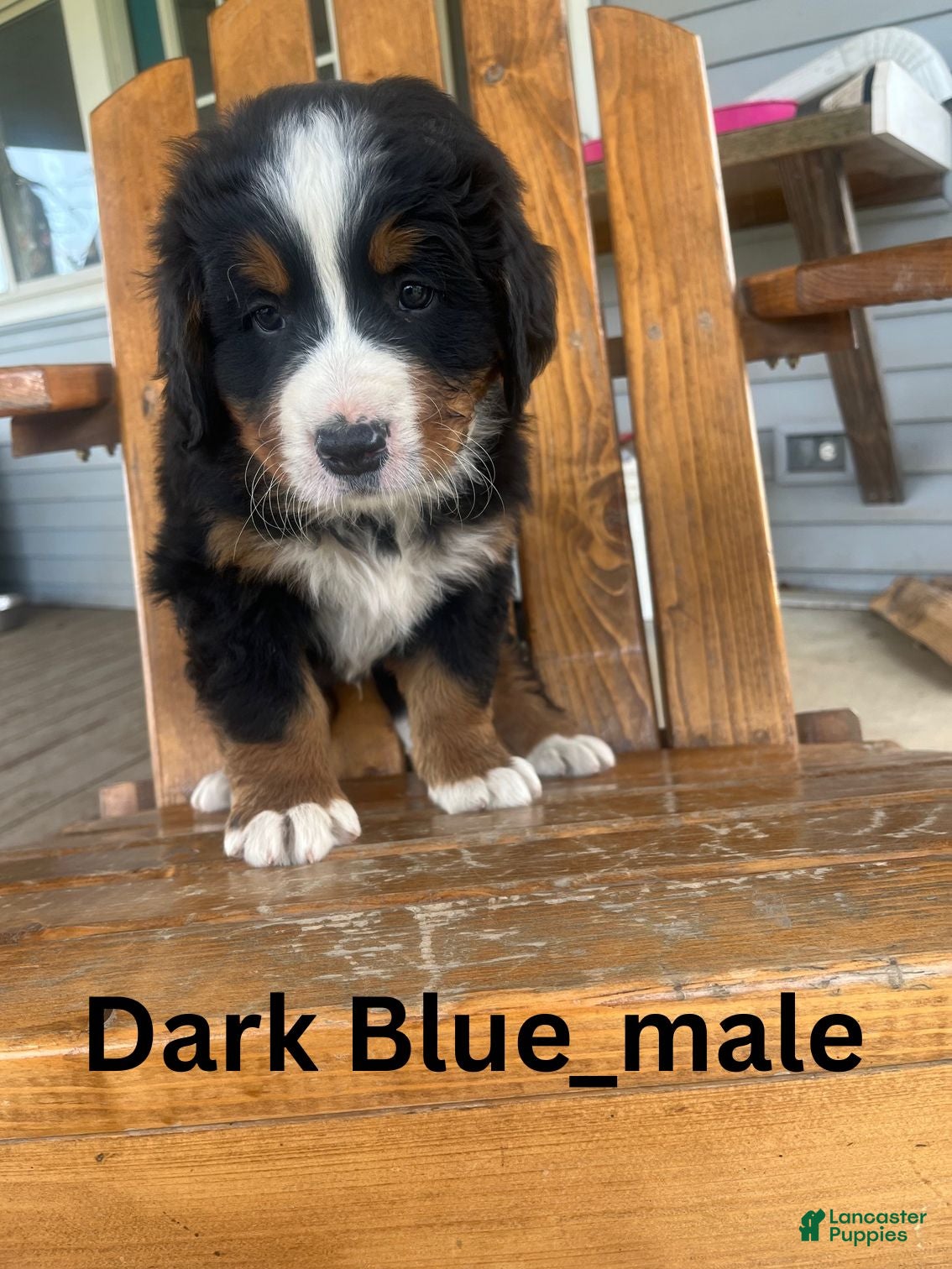 Bernese Mountain Dog dogs Dark Blue - Ad 39