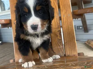 Bernese Mountain Dog dogs Dark Blue - Ad 39