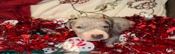Great Dane dogs for sale: Sky - Ad 1