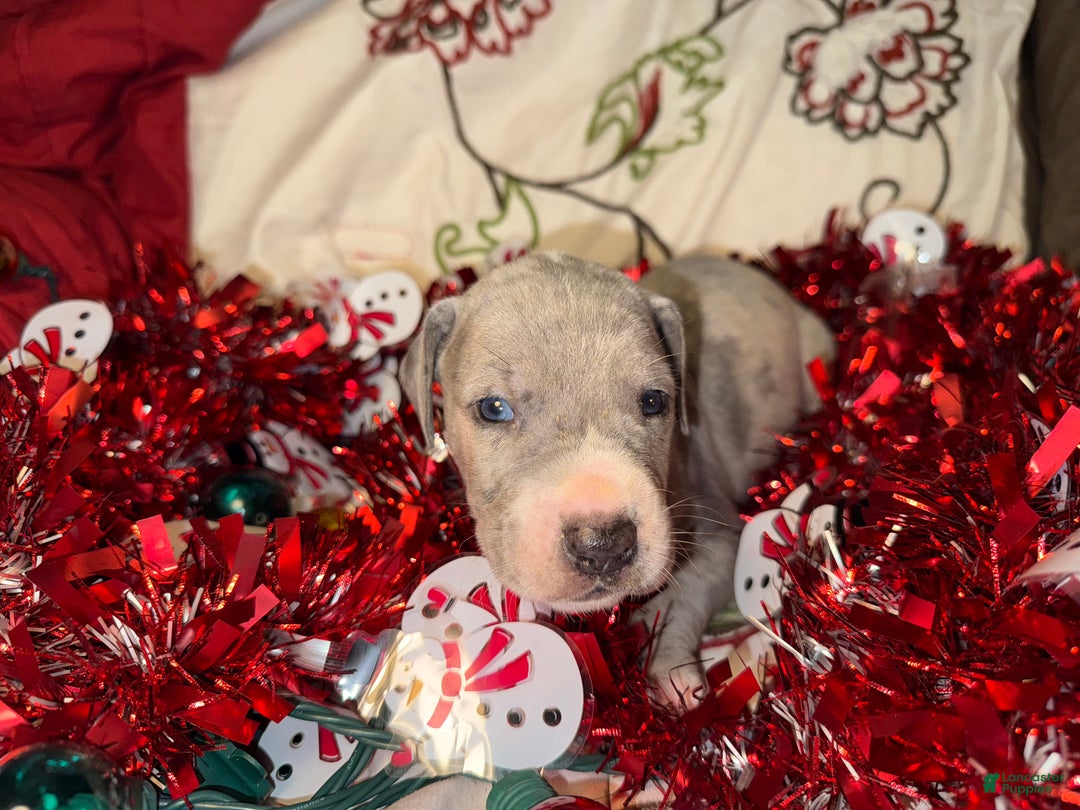 Great Dane dogs for sale: Sky - Ad 1