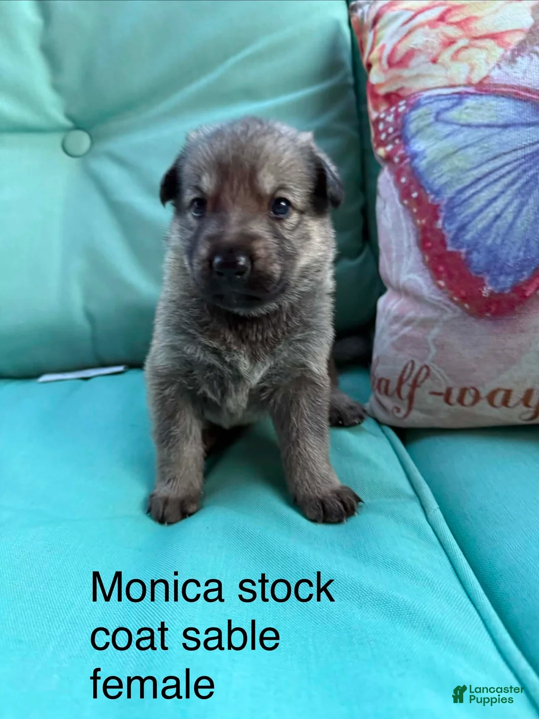 German Shepherd dogs for sale: German Shepherd 2 - Ad 1