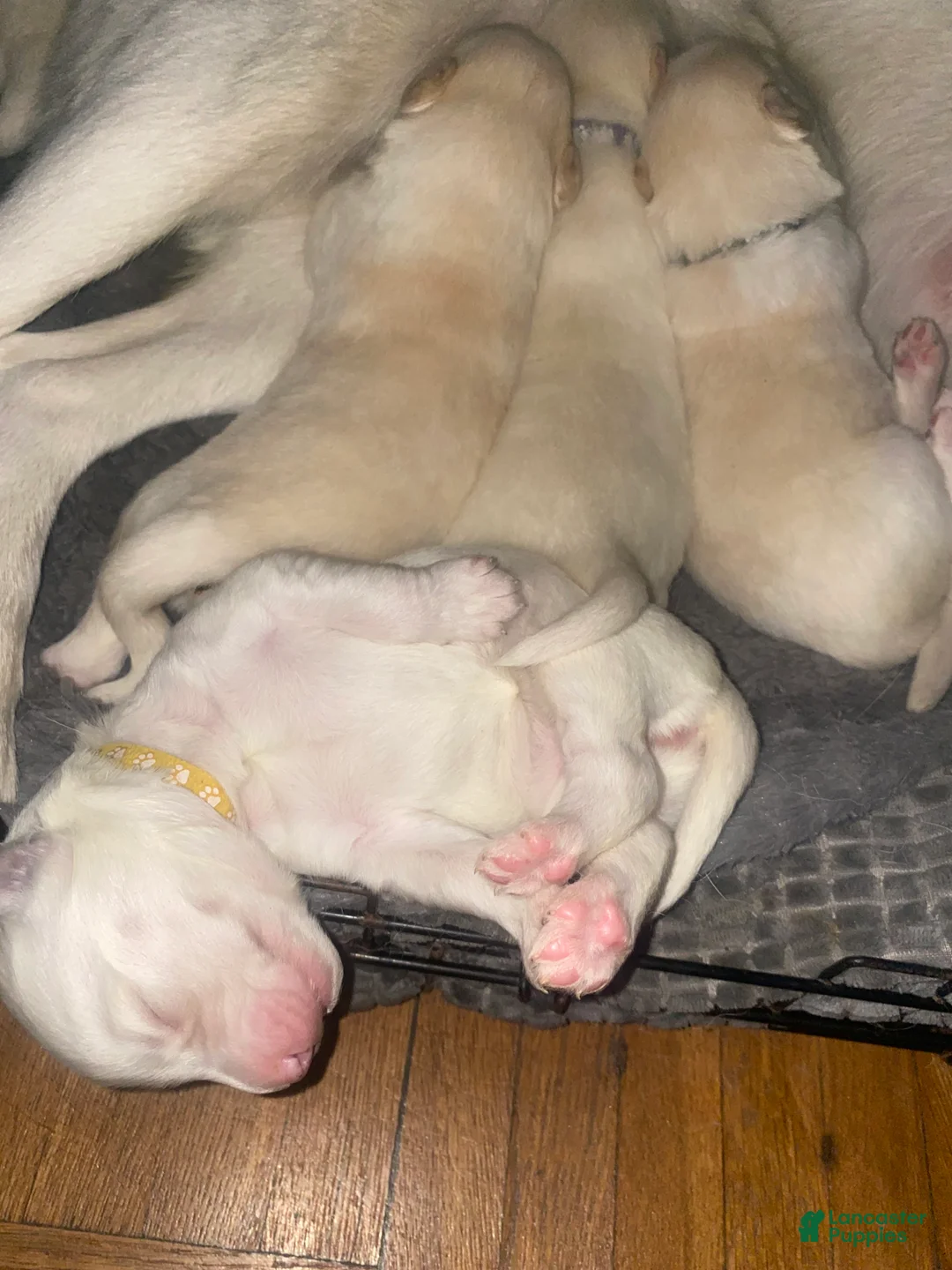 Siberian Husky dogs for sale: Caramel  - Ad 8