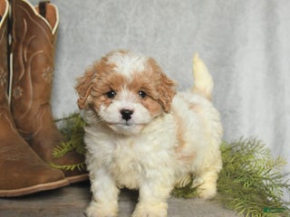 Cavachon dogs Wilbur - Ad 17
