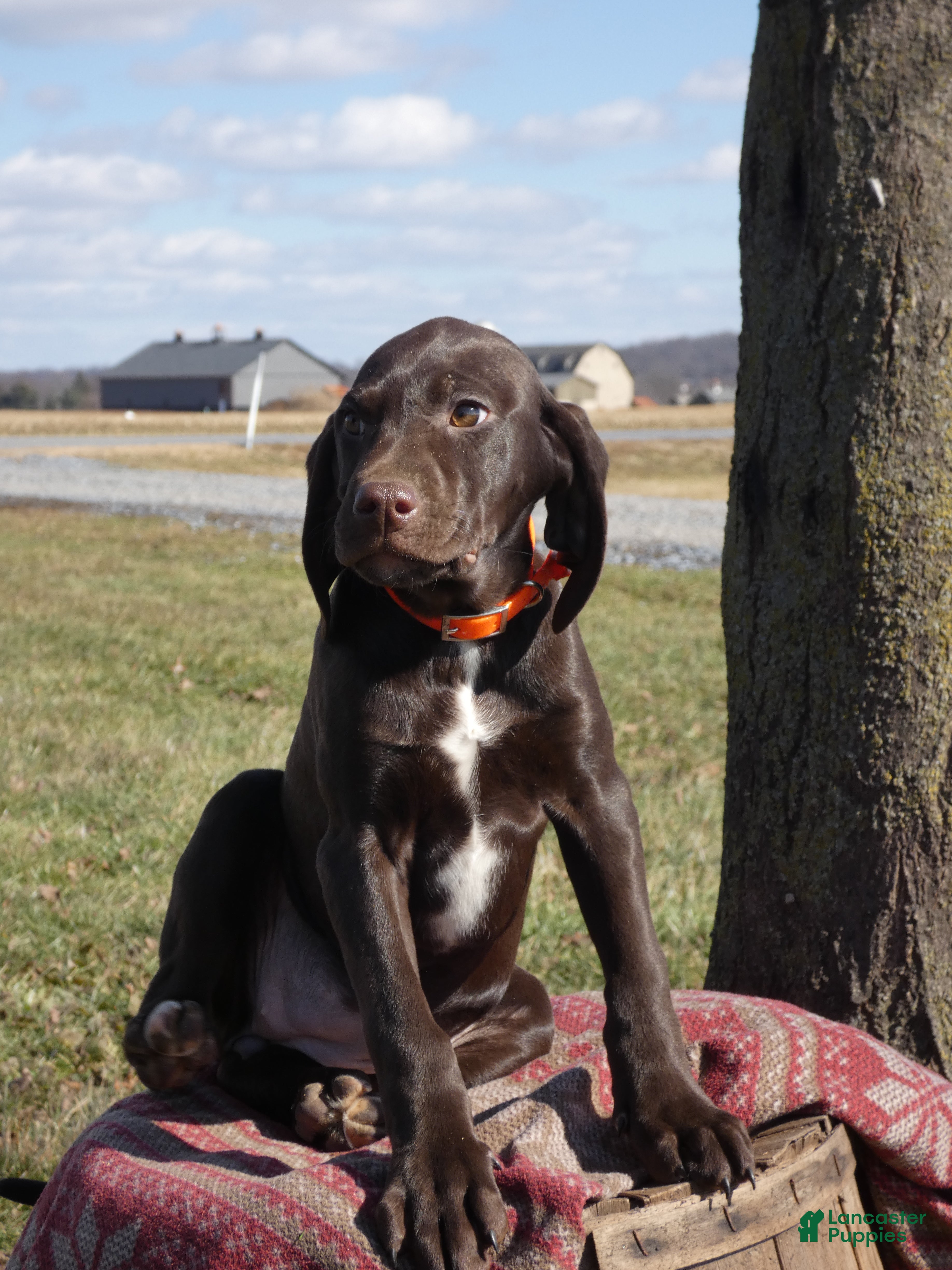 Mixed Breed dogs Rolo - Ad 12