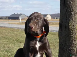 Mixed Breed dogs Rolo - Ad 12