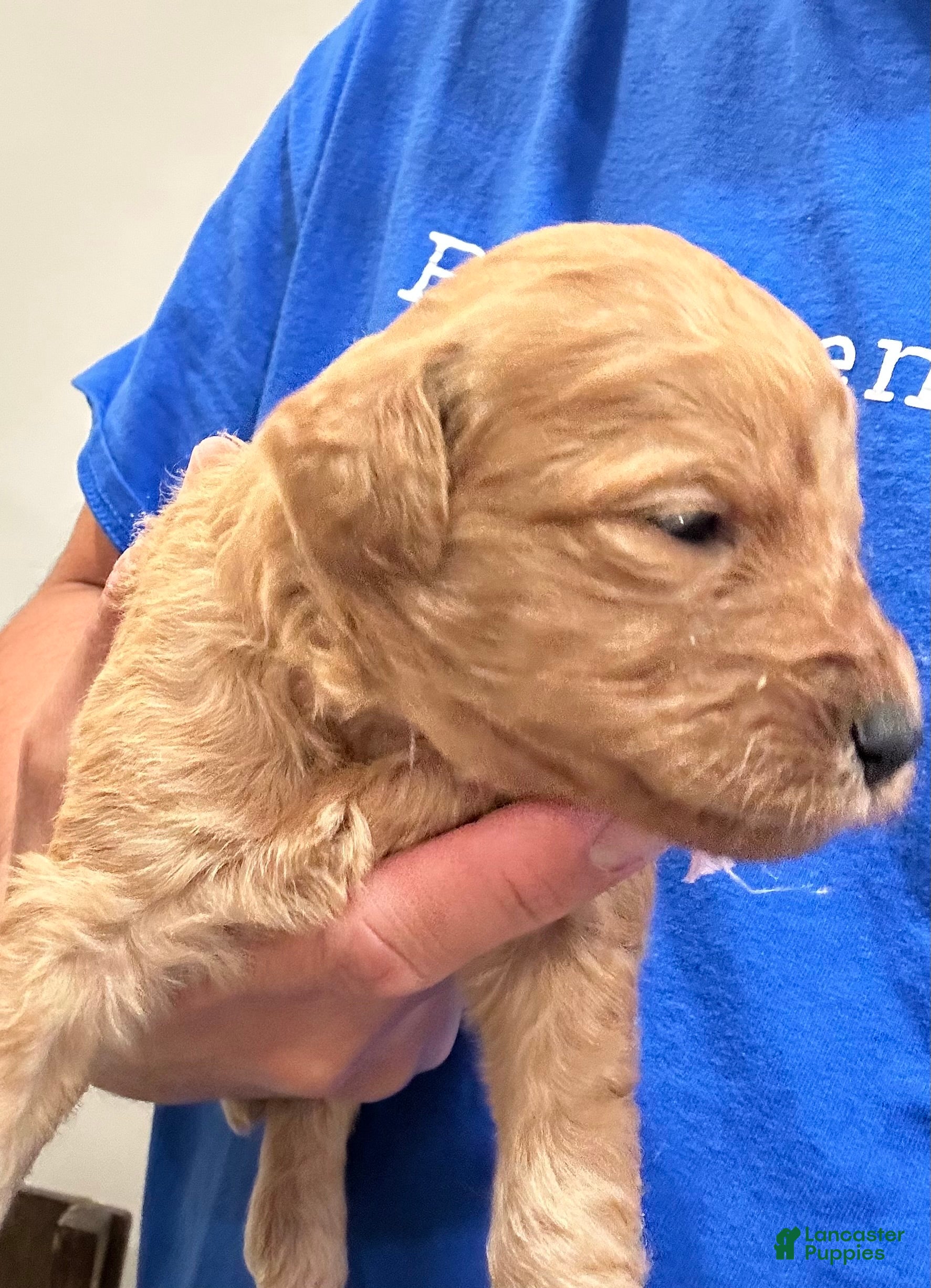 Lavander (Doodle / designer cross, Female) in Greer, SC