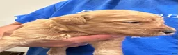 Goldendoodle dogs for sale: Lavander - Ad 1