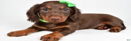 Miniature Dachshund dogs for sale: Theo - Ad 6