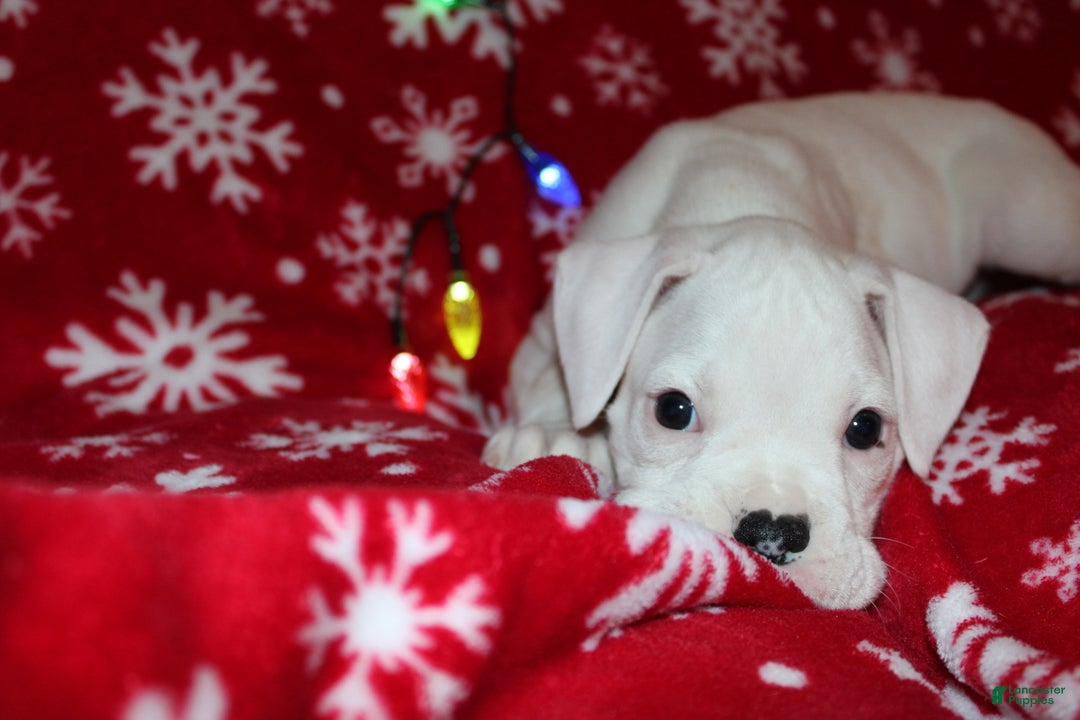 Boxer dogs for sale: Sly - Ad 4