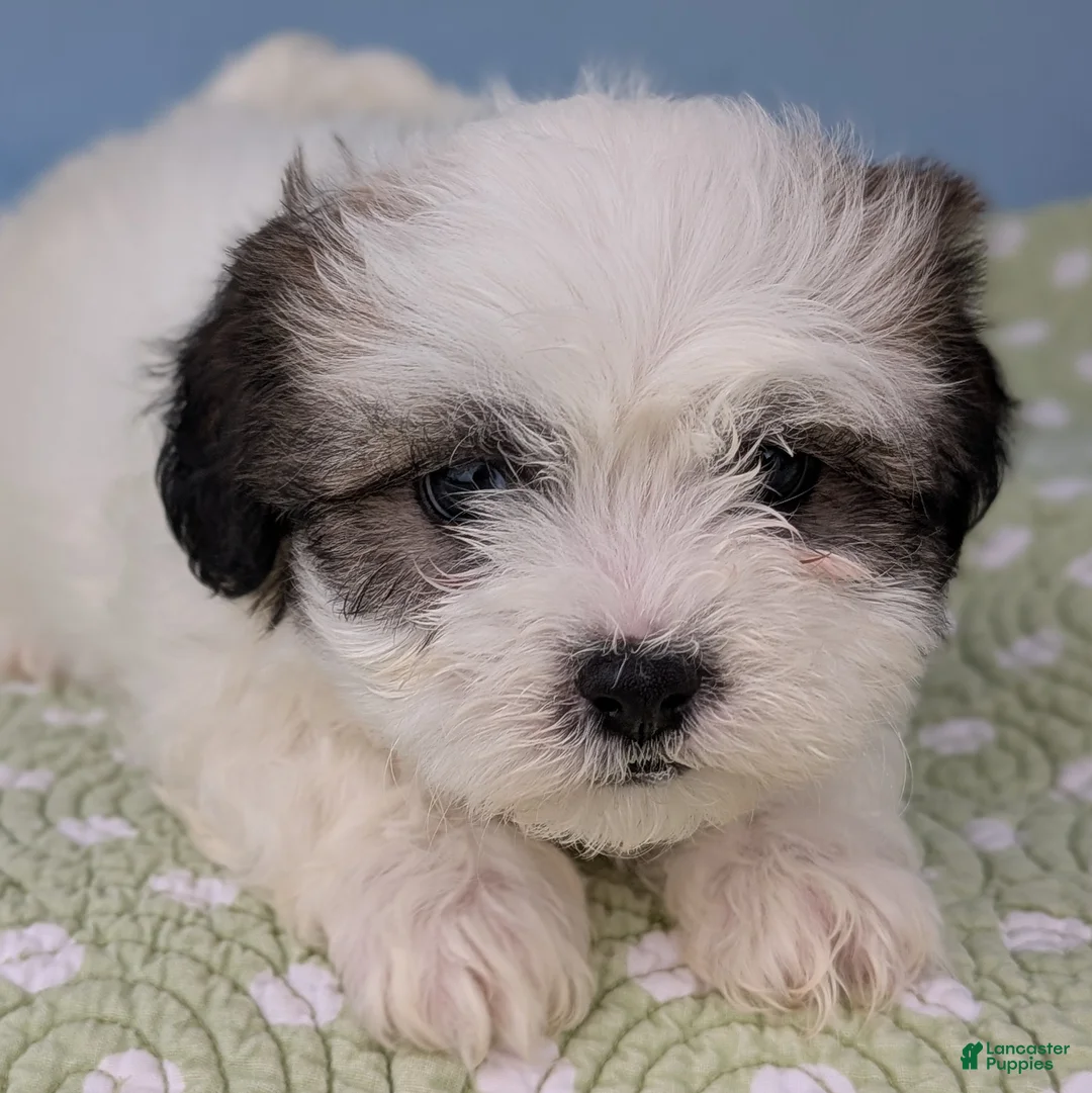 Teddy Bear dogs for sale: Vicious Biscuit - Ad 8