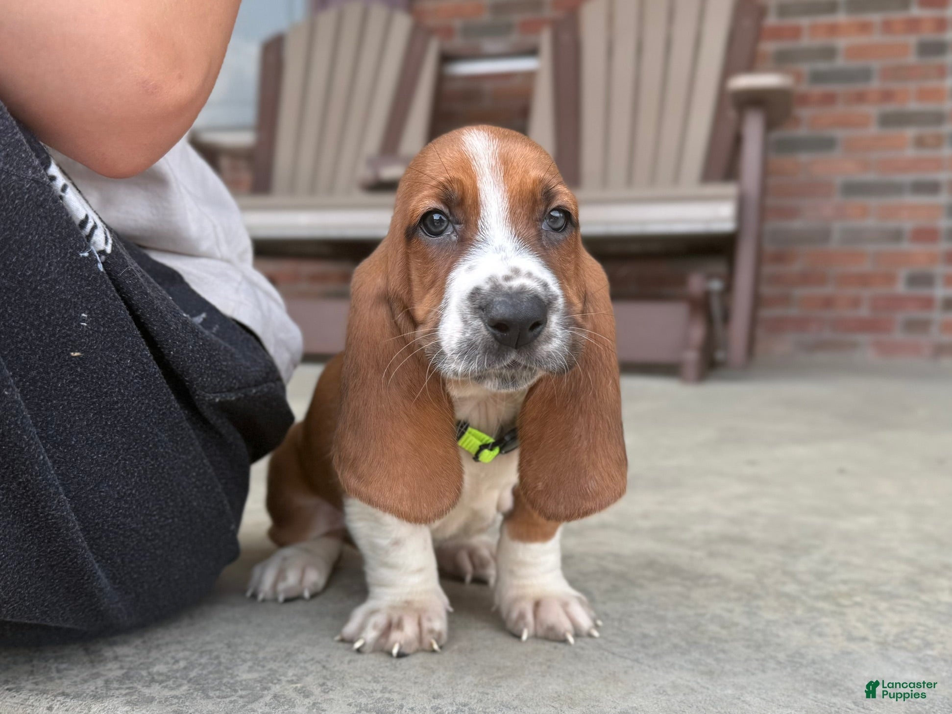 Basset Hound dogs Copper - Ad 1