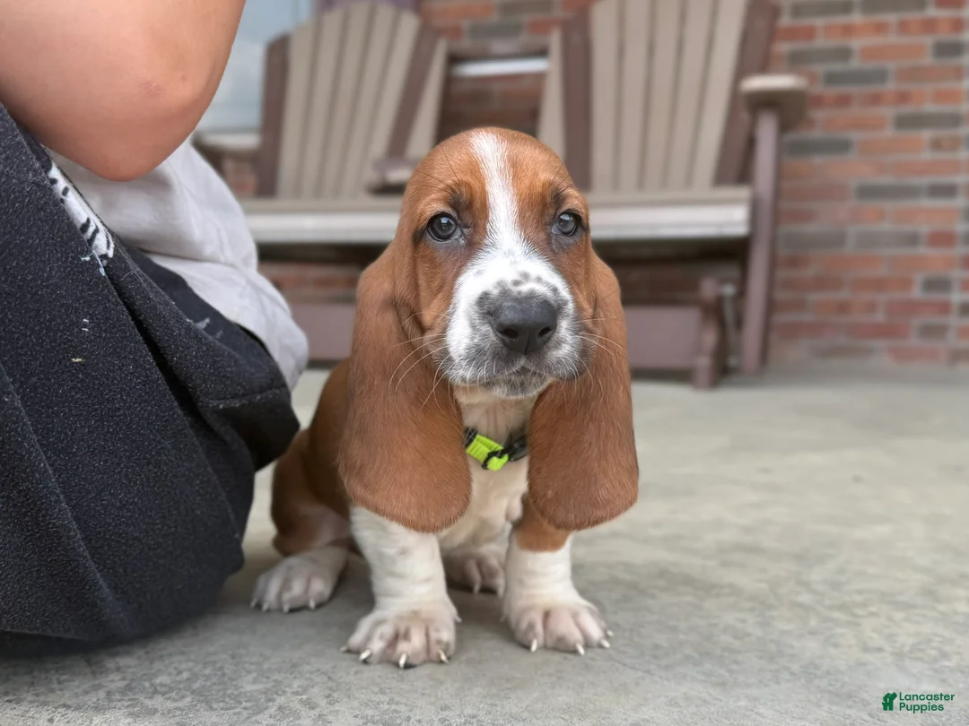 Basset Hound dogs for sale: Copper - Ad 1