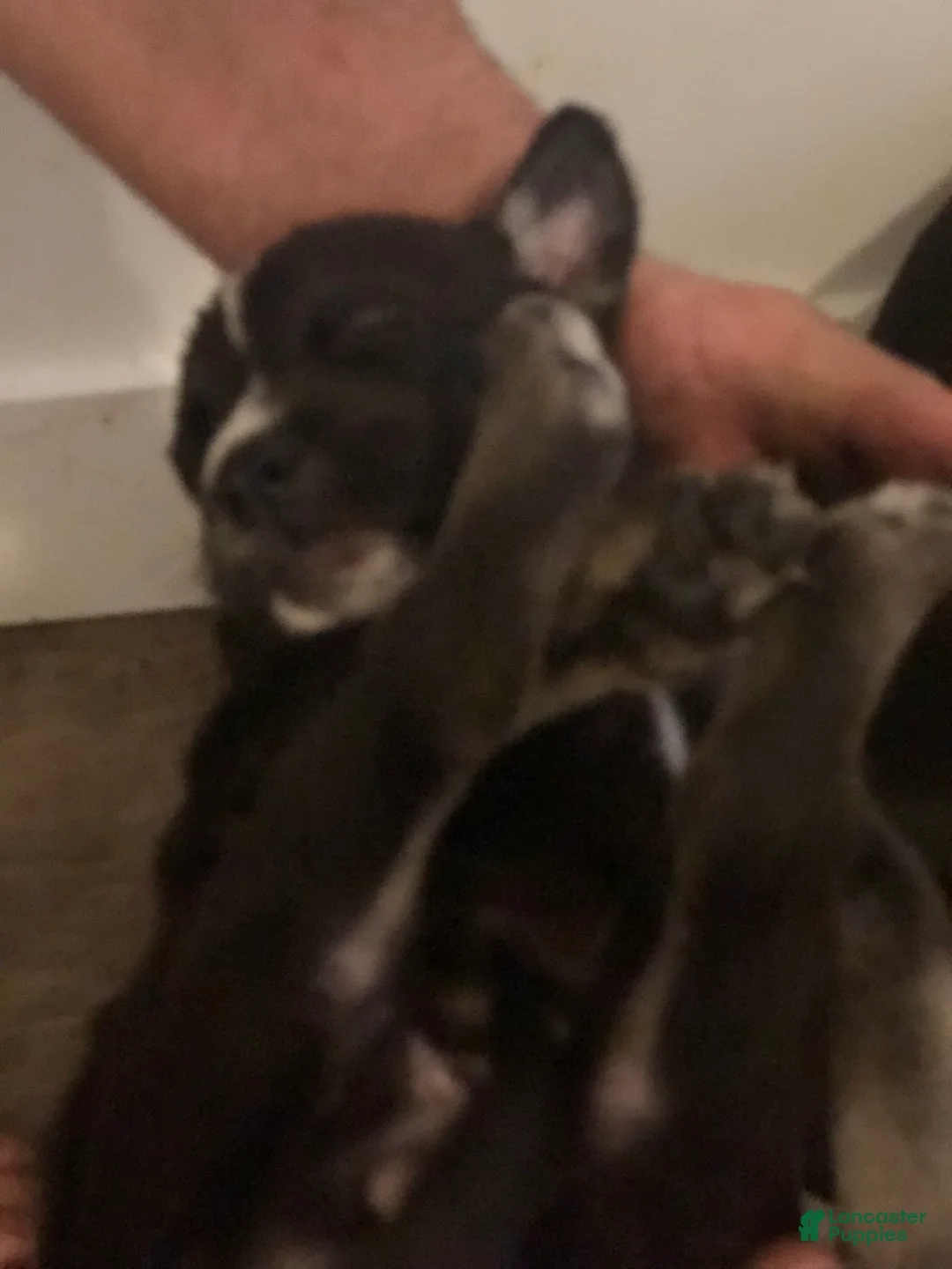 Gallery Image {{count}}