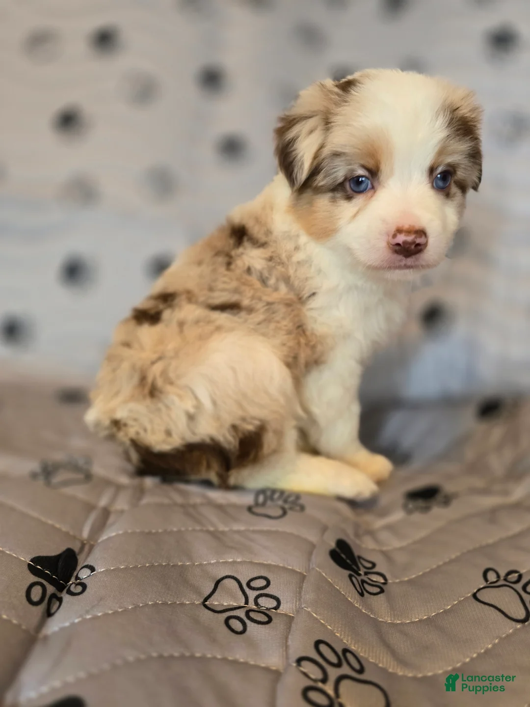 Miniature Australian Shepherd dogs for sale: Miniature Australian Shepherd Puppy 3 - Ad 1