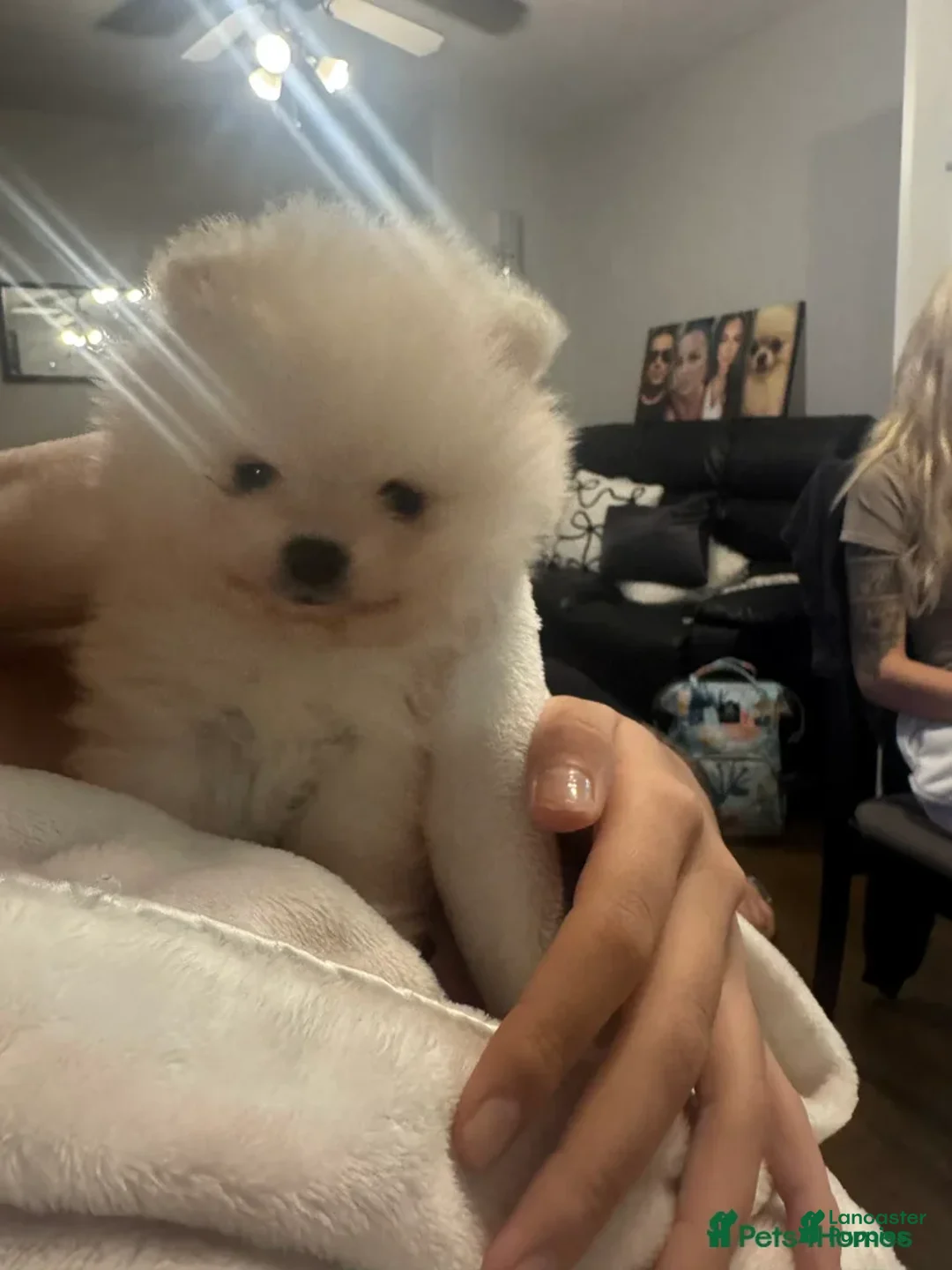 Pomeranian dogs for sale: Kayla - Ad 10