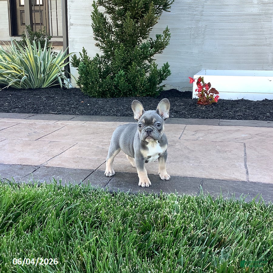 French Bulldog dogs for sale: Archie - Ad 1