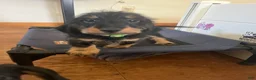 Miniature Dachshund dogs for sale: Reptar - Ad 4