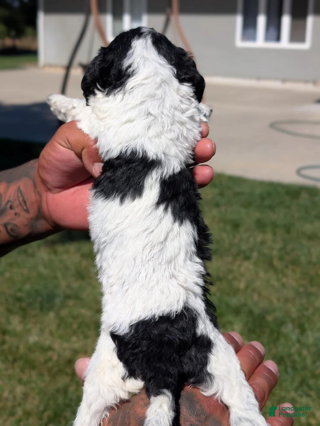 Mixed Breed dogs for sale: SALEM - Ad 5