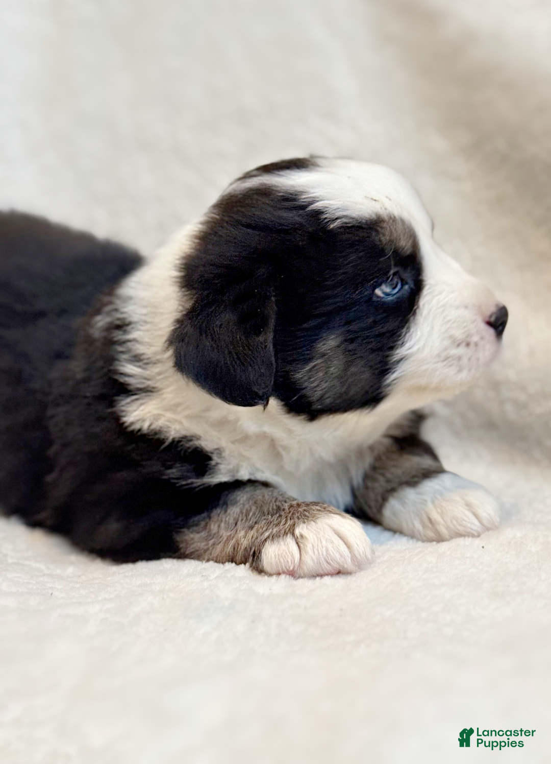 Miniature Australian Shepherd dogs for sale: Bailey - Ad 3