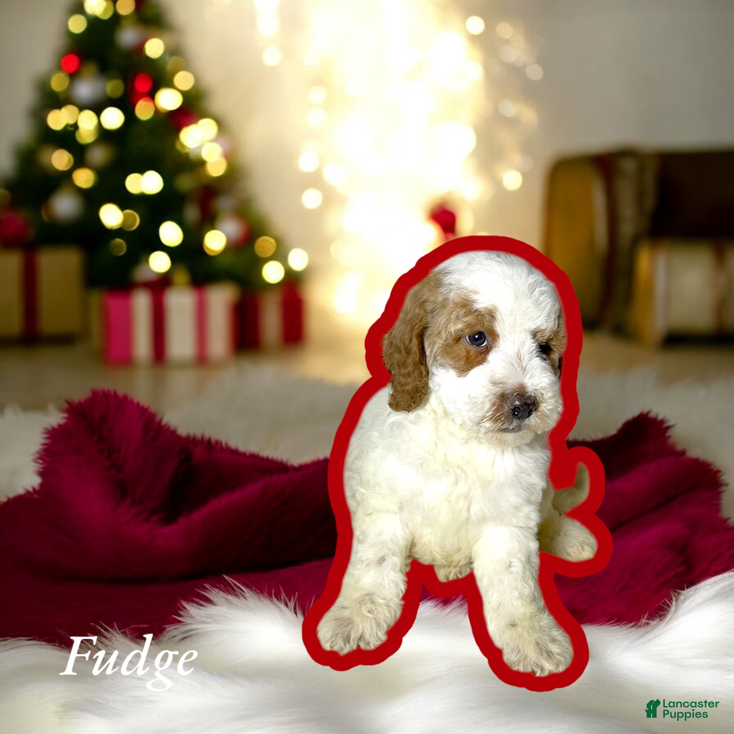 Miniature Poodle dogs Fudge - Ad 41