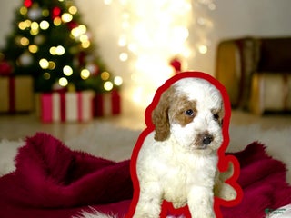 Miniature Poodle dogs Fudge - Ad 22