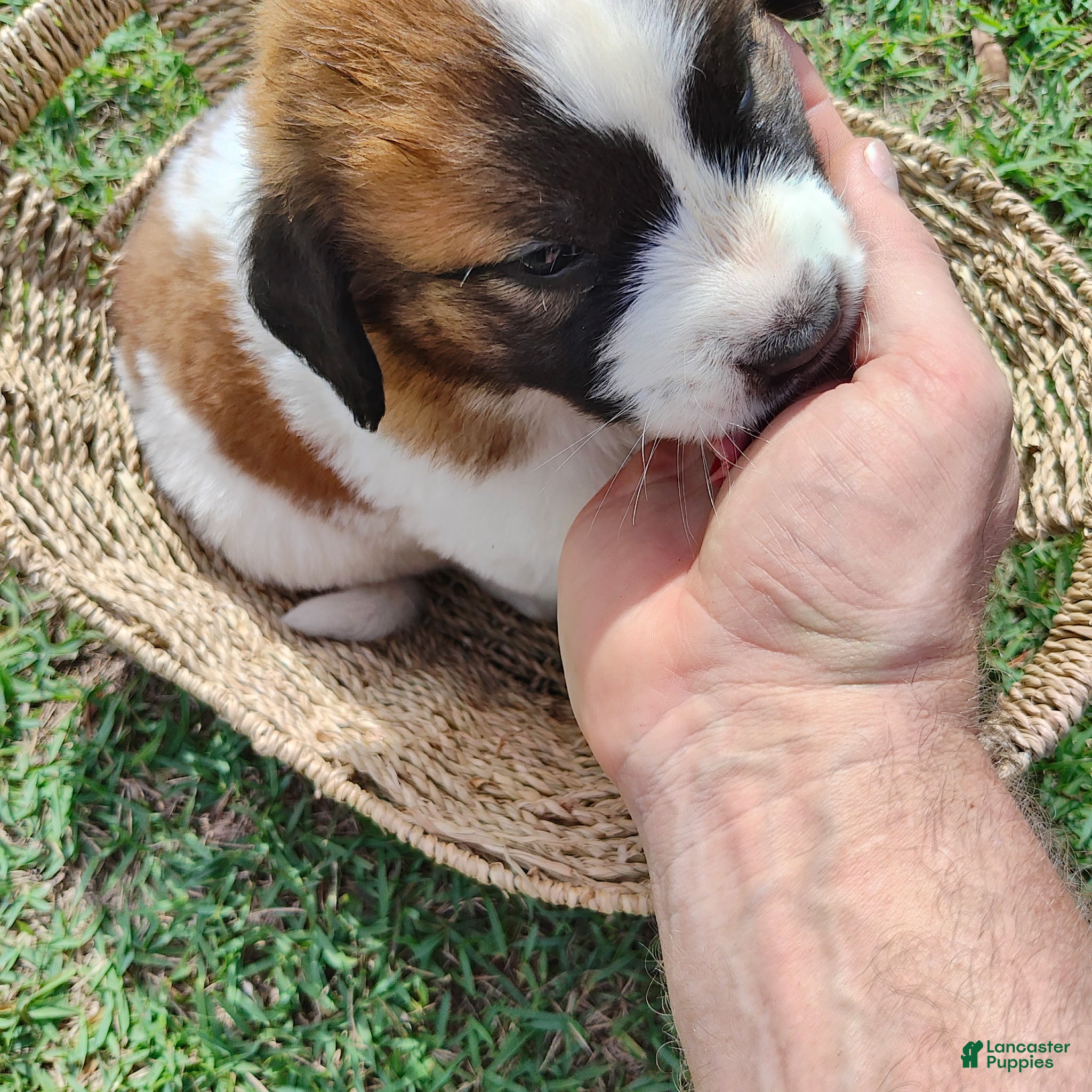 Mixed Breed dogs Saint Bernard Pyrenees mix Puppy 5 - Ad 13