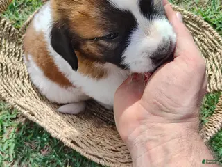 Mixed Breed dogs Saint Bernard Pyrenees mix Puppy 5 - Ad 39