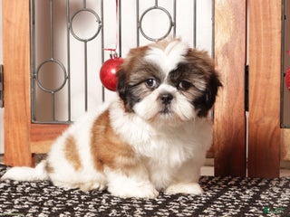 Shih Tzu dogs Rex - Ad 12