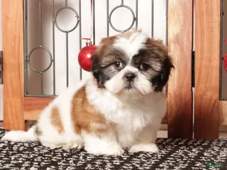 Shih Tzu dogs Rex - Ad 8