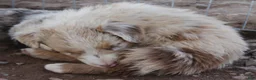 Australian Shepherd dogs for sale: Red merle male with one blue eye - Ad 3