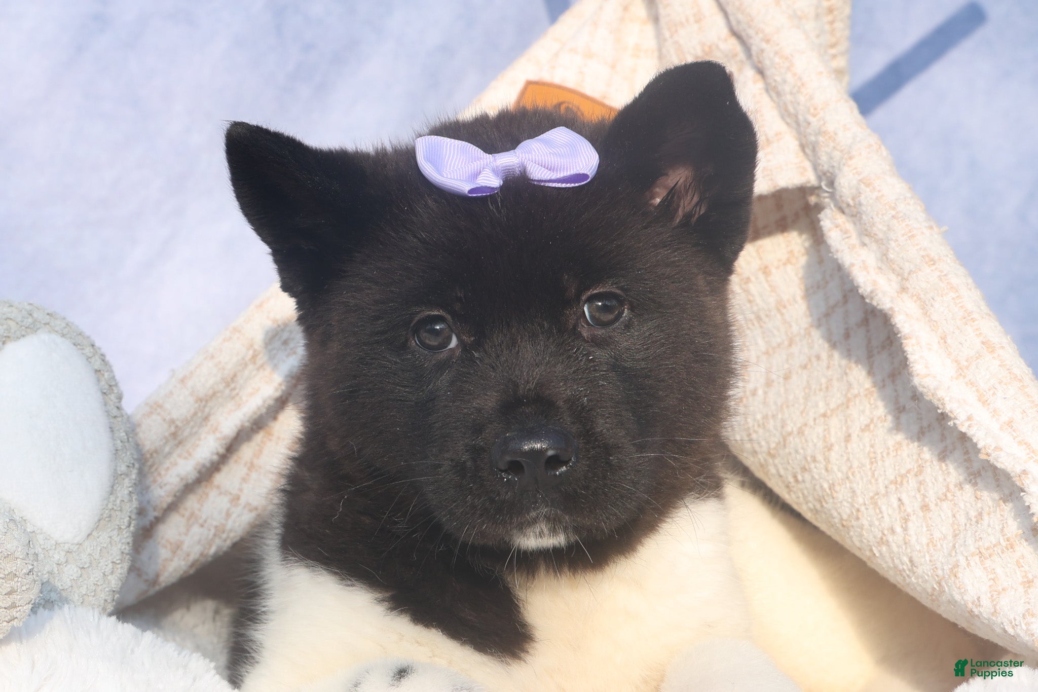 Akita dogs Oakley - Ad 1