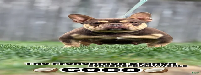 Coco