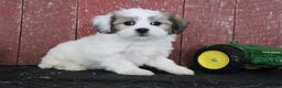 Teddy Bear dogs for sale: Lucinda - Ad 2