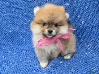 Pomeranian dogs Poppy - Ad 11